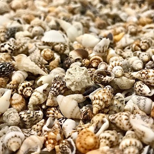 Small Sea Shells, 5-15mm, for resin craft projects, terrarium decor / filler and nautical / coastal wedding DIY arts & crafts.