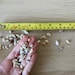 50/100 Small Seashells, Tiny Sea Shell Lot, Beach Wedding Decor, Sea ...