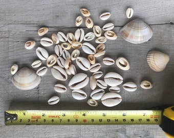 REAL COWRIE SHELLS, Cut ready for jewellery making and crafts projects. (Small seashells) Cowry shells || Wedding Jars