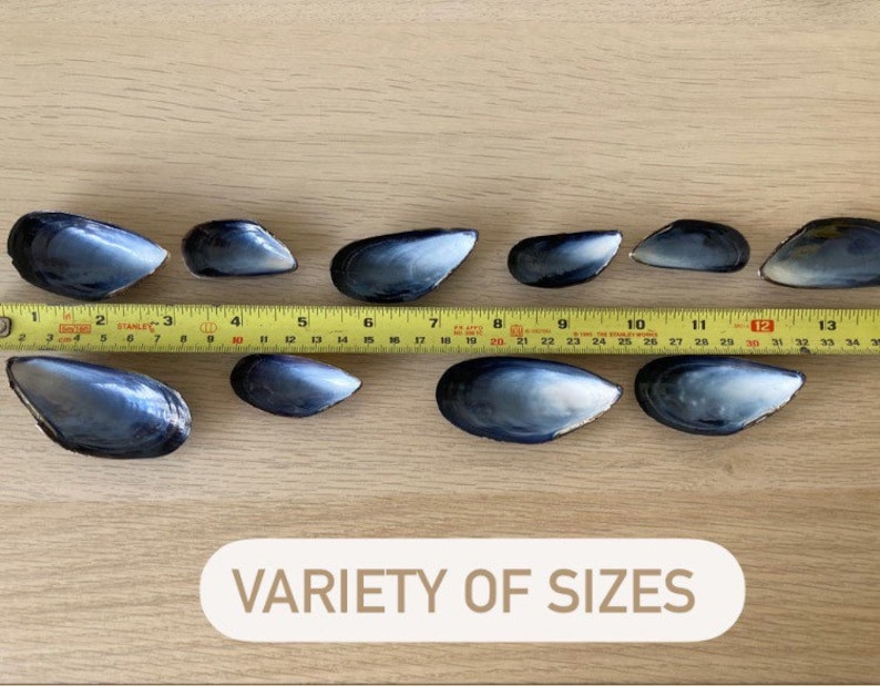 May include: A variety of sizes of blue mussel shells, measured with a yellow tape measure. The tape measure reads from 1 to 34 inches.