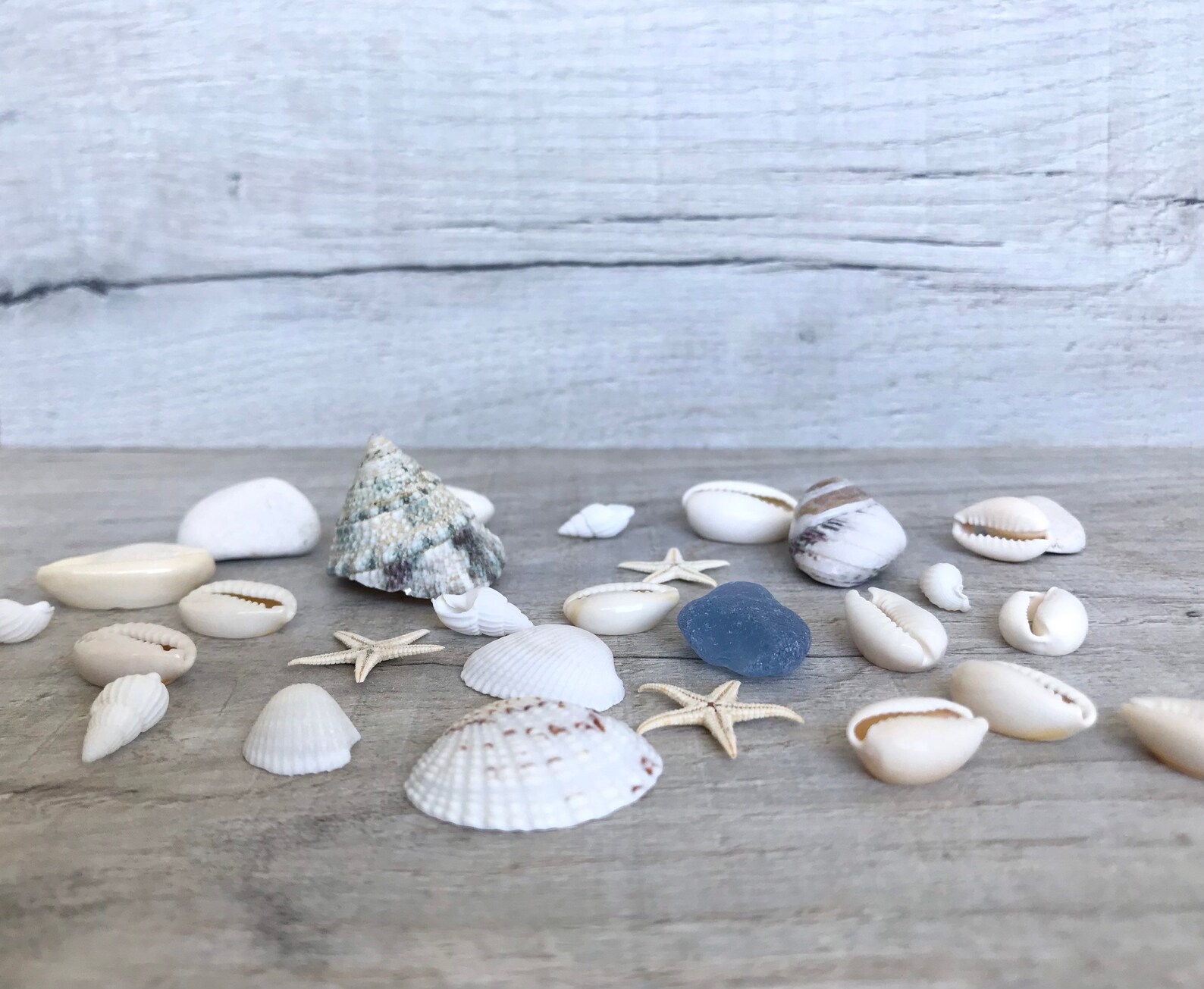 Conchiglie Decorative Naturali - 120 G, Mix Con Stelle Marine, Per Fai Da Te E Decorazioni