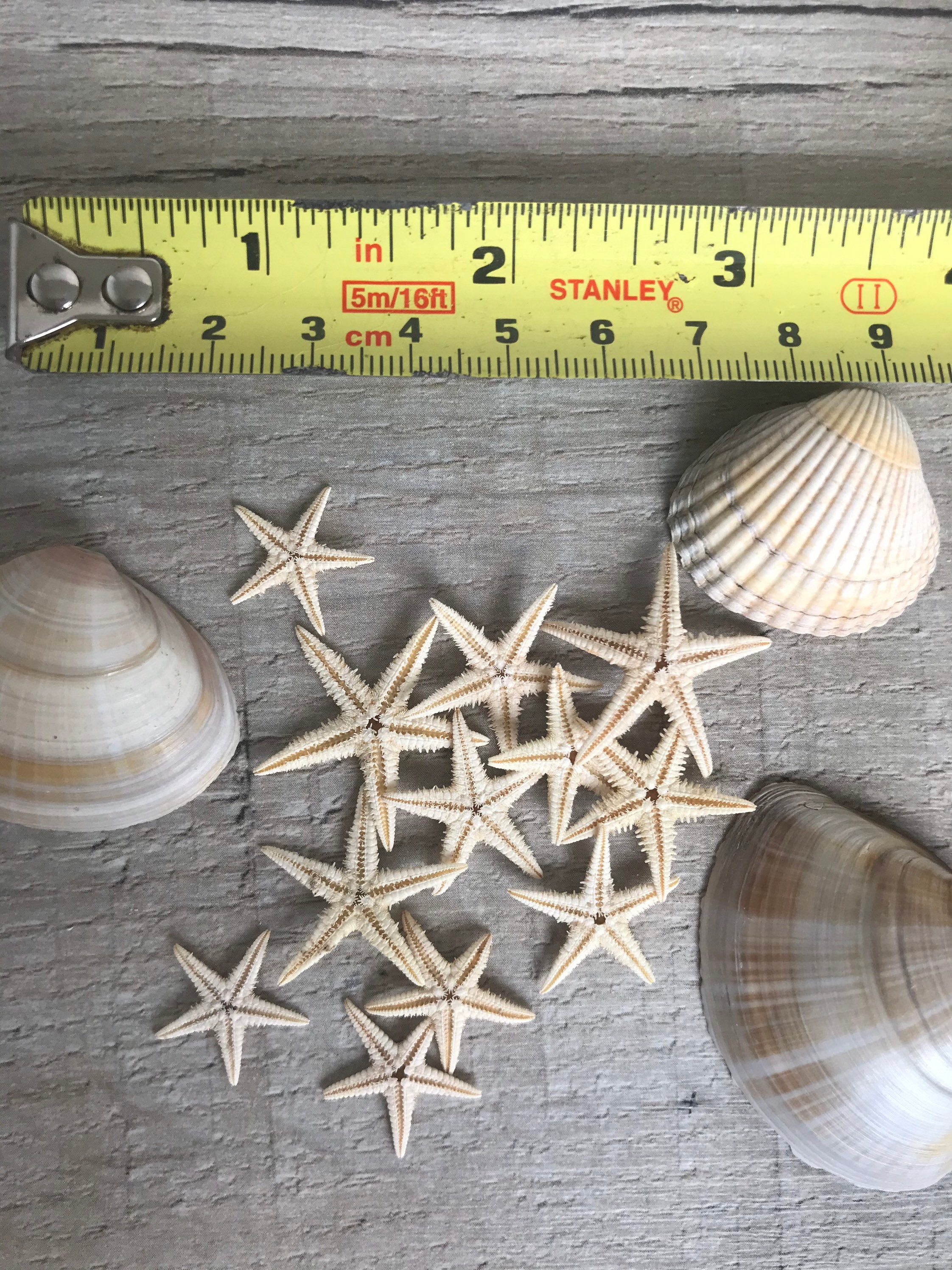 Étoiles De Mer En Résine - Lot De 15 Miniatures (5,8 Cm) - Décoration Maison, Aquarium, DIY