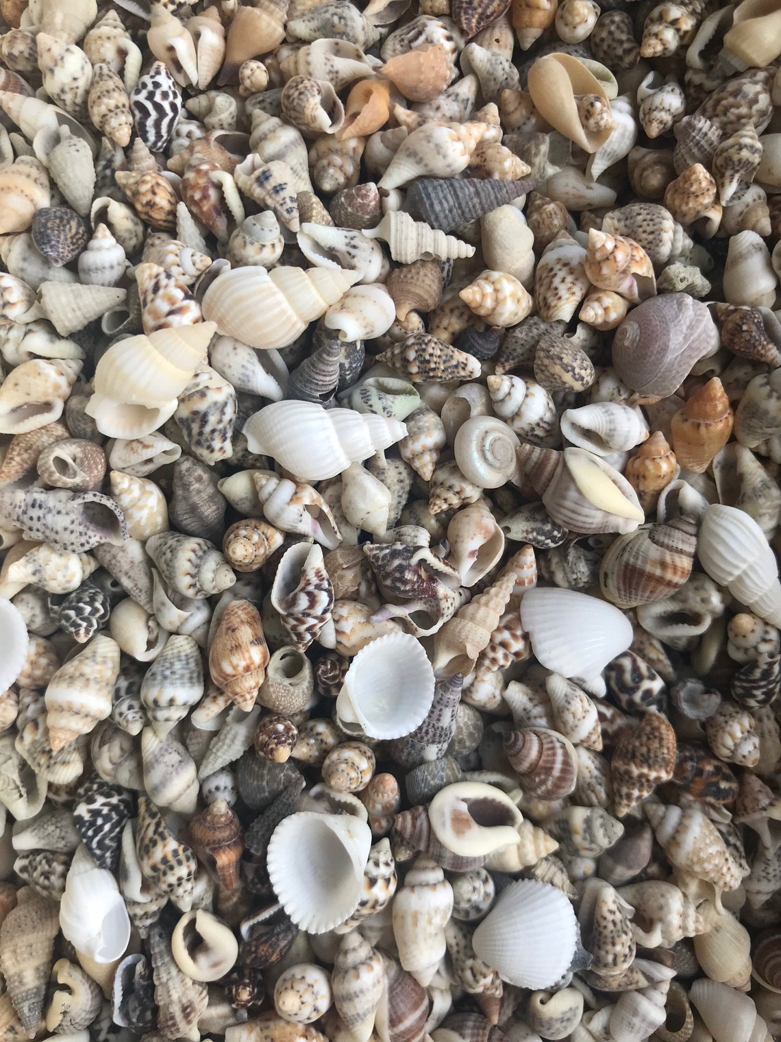 100 MIXED SEASHELLS Tiny Mini Sea Shells Craft Wedding Beach Etsy