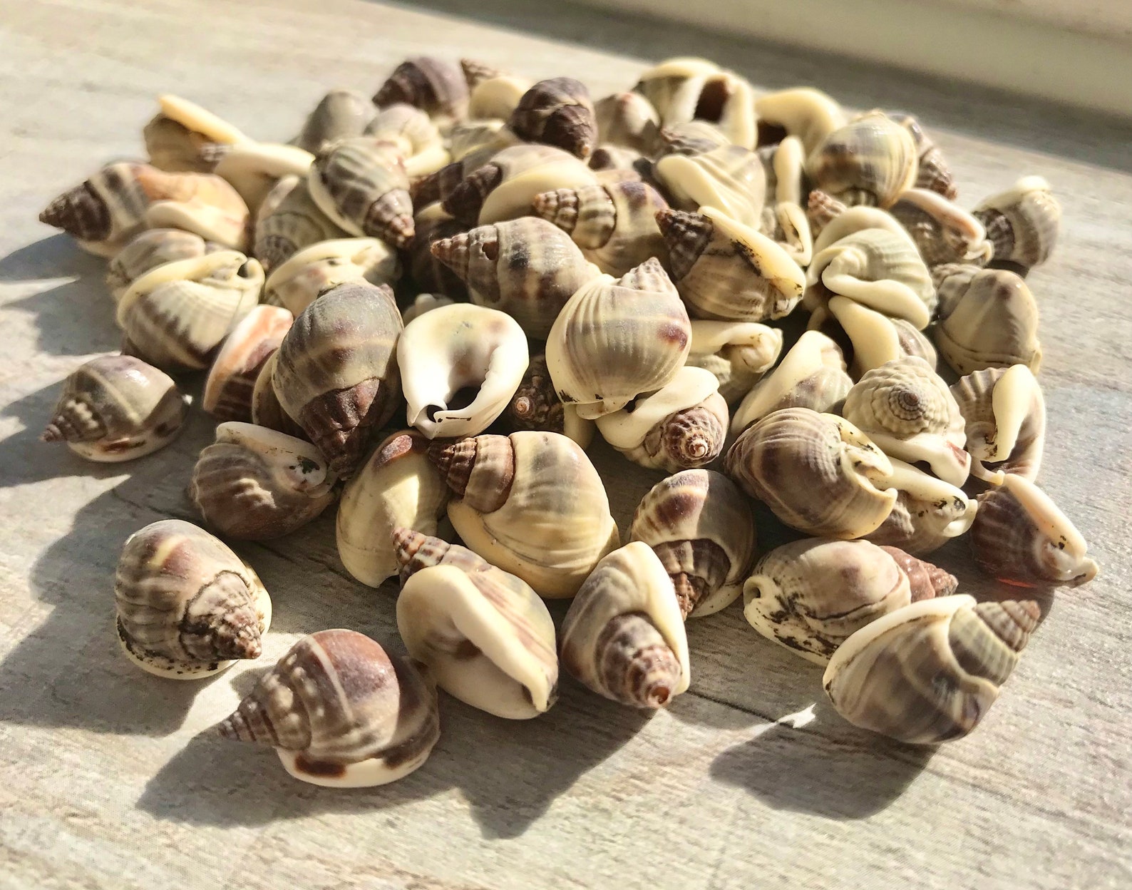 100g Whelk Batad Sea Shells Natural Craft Supplies Beach Etsy UK