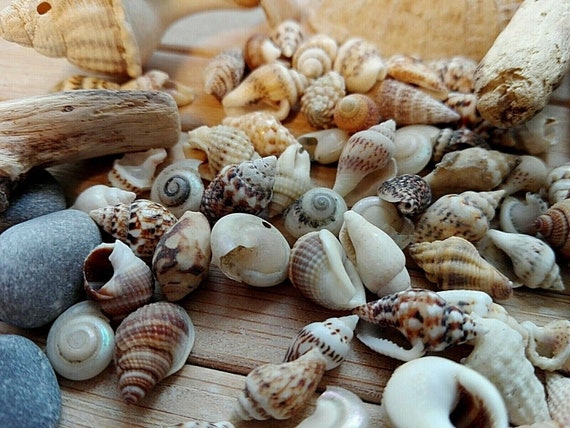 100 Small Seashell Mix, Tiny Sea Shell Lot, Beach Wedding Decor