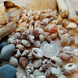 100 Small Seashell Mix, Tiny Sea Shell Lot, Beach Wedding Decor, Sea ...