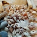 100 MIXED SEASHELLS Tiny Mini Sea Shells Craft Wedding Beach - Etsy UK