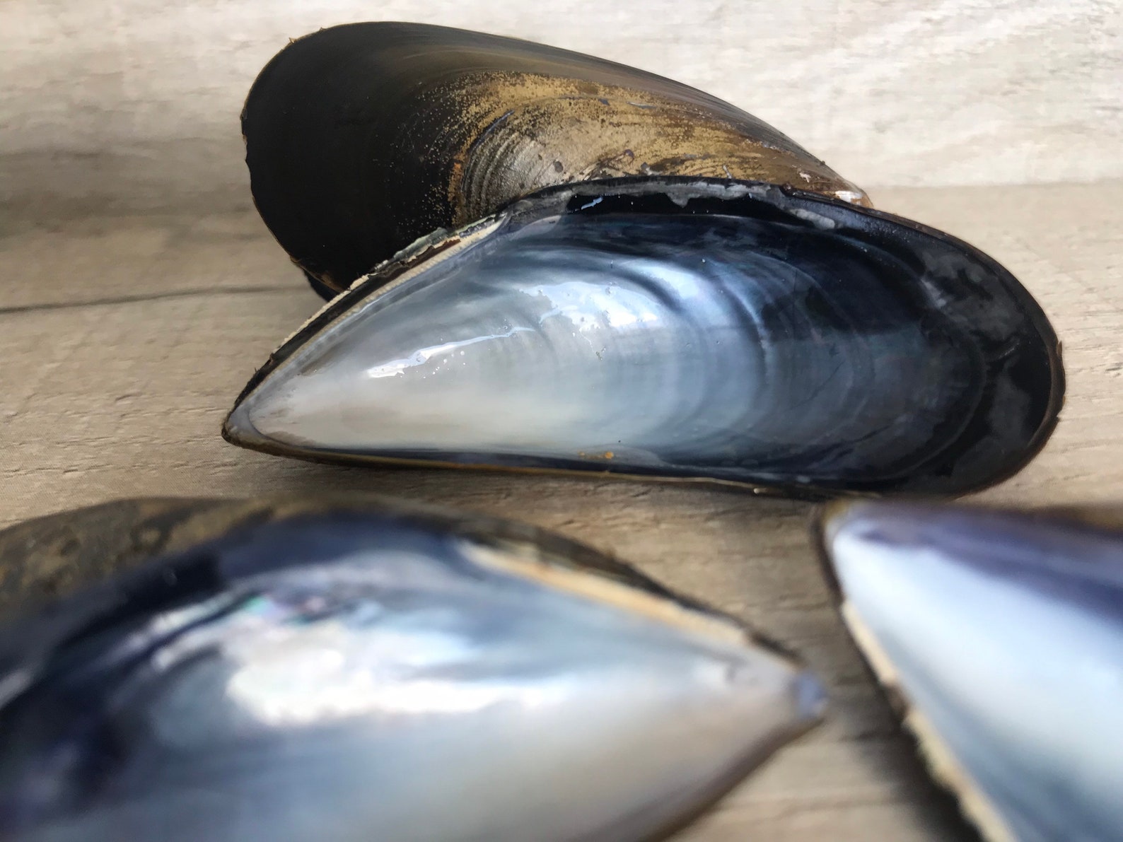 10 mussel shells varnished / unvarnished. Fab for wreaths & Etsy