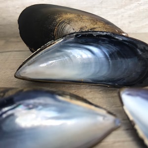May include: Close-up of three blue mussel shells. The shells are open, revealing the iridescent interior. The shells are a dark blue color with a rough texture.