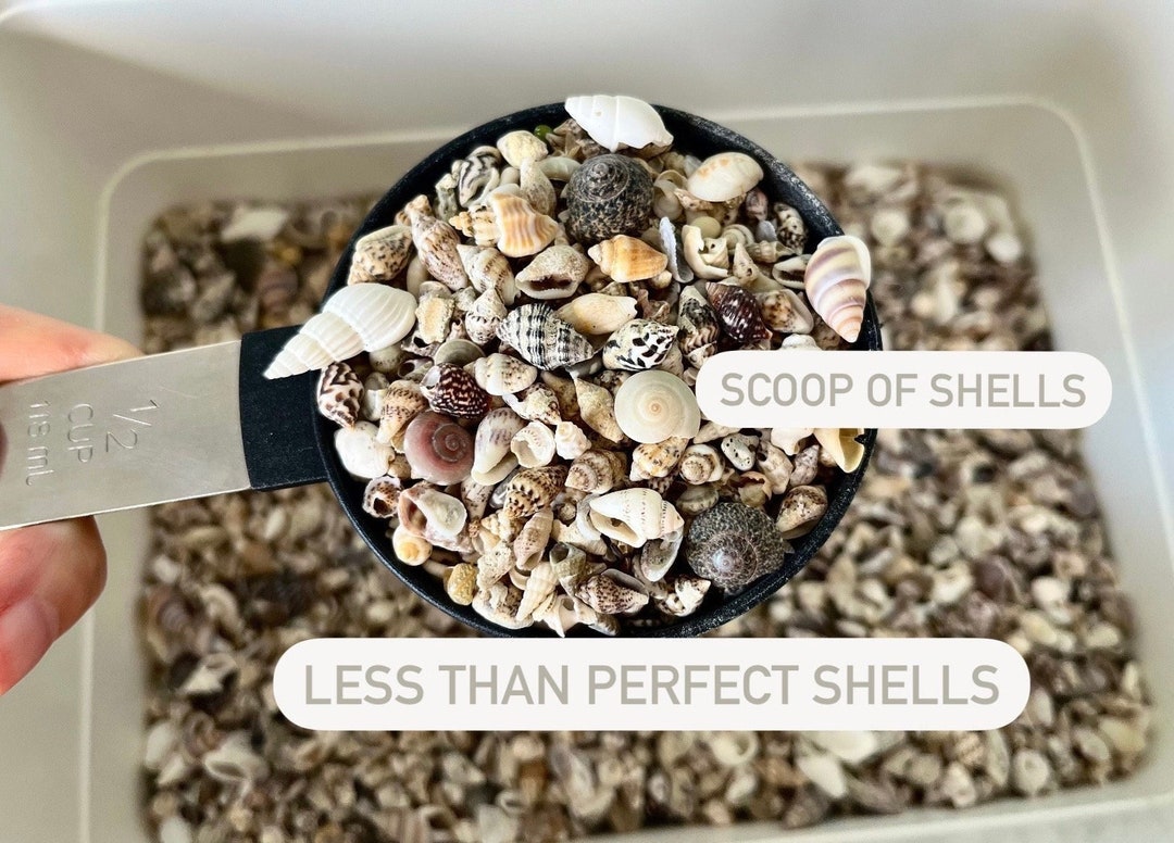 SCOOP of Shells. Less Than Perfect Bargain Shells. Small Seashell Mix ...