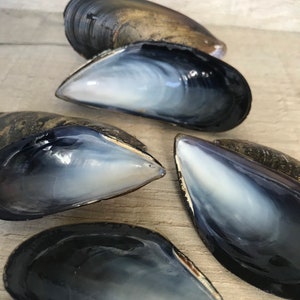 10 mussel shells, varnished / unvarnished. Fab for wreaths & wedding favours / crafts. Natural, eco friendly sea shell. image 4