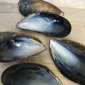 May include: Five empty mussel shells with a dark blue exterior and a pearly white interior. The shells are arranged in a semi-circle on a light wood surface.