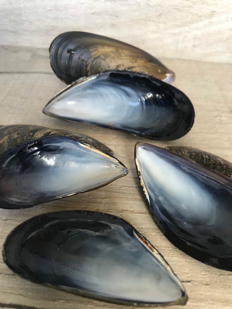 May include: Five empty mussel shells with a dark blue exterior and a pearly white interior. The shells are arranged in a semi-circle on a light wood surface.
