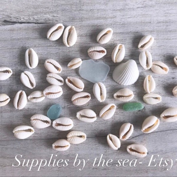 10/25/50/100 CUT COWRIE SHELLS Beach wedding || natural arts and crafts.Sea Shells. || Cowry shells shell beads, cowrie beads