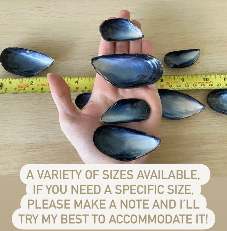 May include: A variety of sizes of blue mussel shells, ranging from 2 to 10 inches in length. The shells are held in a hand, with a measuring tape in the background.