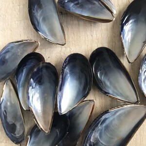 10 mussel shells, varnished / unvarnished. Fab for wreaths & wedding favours / crafts. Natural, eco friendly sea shell. image 7