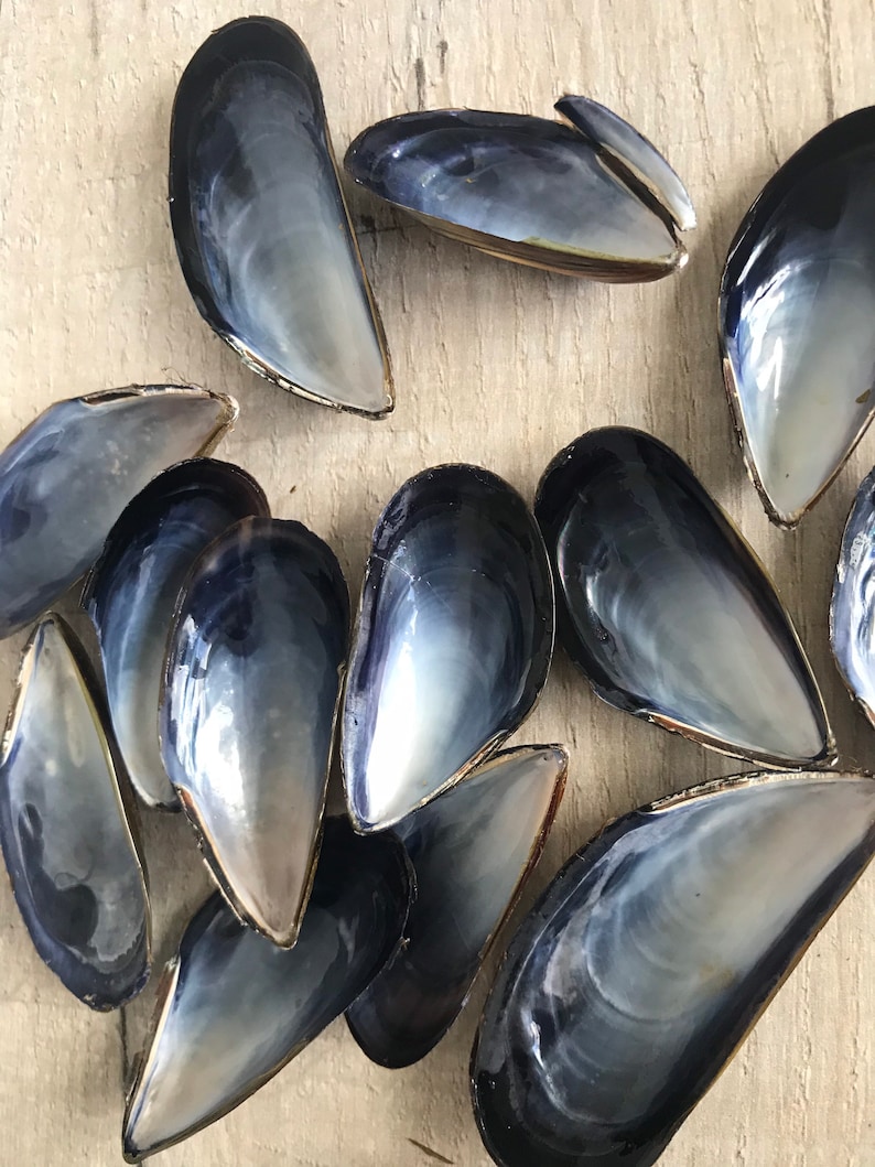 10 mussel shells, varnished / unvarnished. Fab for wreaths & wedding favours / crafts. Natural, eco friendly sea shell. image 7