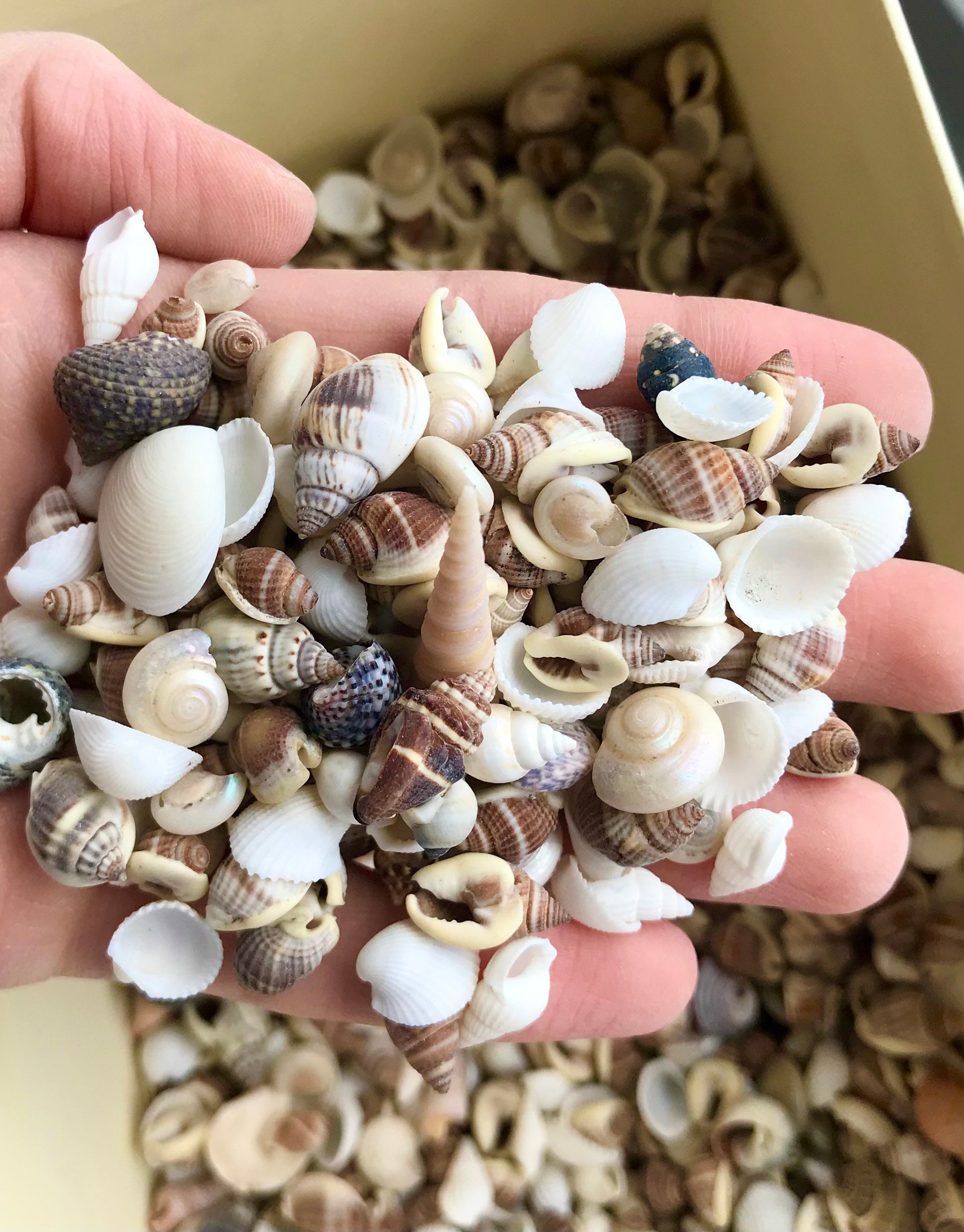 x50 dark SEASHELLS small Tiny Mini Sea Shells Craft Wedding Beach Confetti 10mm 