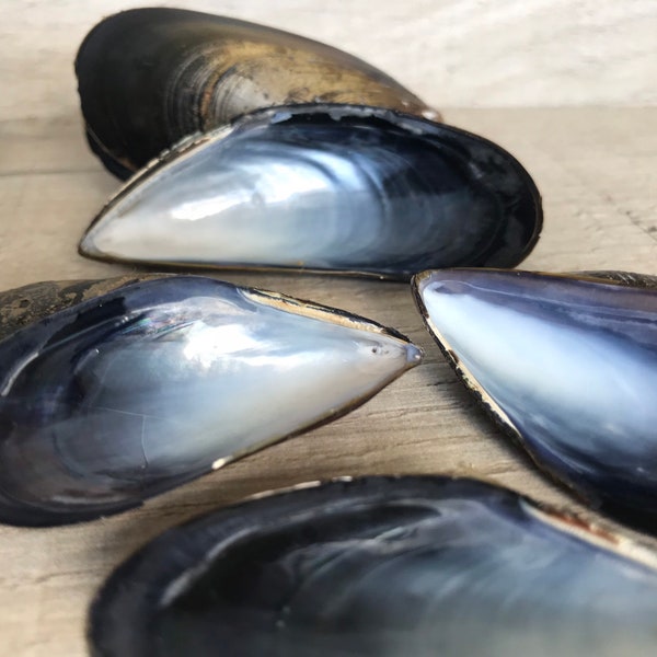 10 mussel shells, varnished / unvarnished. Fab for wreaths & wedding favours / crafts. Natural, eco friendly sea shell.