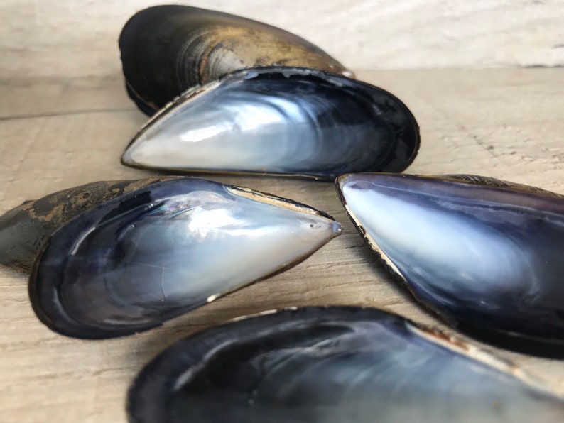 10 mussel shells, varnished / unvarnished. Fab for wreaths & wedding favours / crafts. Natural, eco friendly sea shell. image 1