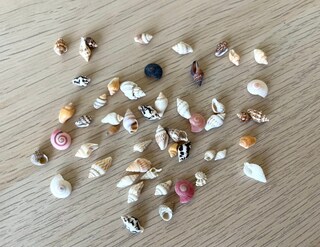 HAPYSHOOP Set Conchiglie Marine Per Artigianato - 200g Conchiglie, 50g Vetro Mare E 20 Stelle Marine - Decorazione Fai Da Te