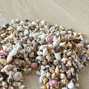 50/100 Small Seashells, Tiny Sea Shell Lot, Beach Wedding Decor, Sea Shells for Crafts, micro shells, spiral shells, cup shells, colourful.