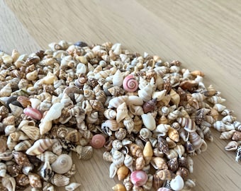 50/100 Small Seashells, Tiny Sea Shell Lot, Beach Wedding Decor, Sea Shells for Crafts, micro shells, spiral shells, cup shells, colourful.