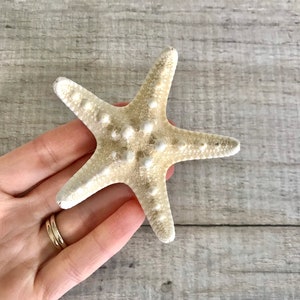 Large white dried REAL Starfish-  resin craft, Beautiful beige, cream starfish. Shells.