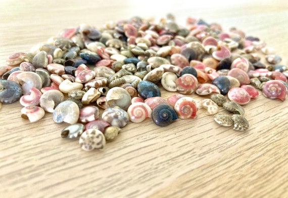 Small, Vibrant Seashell Mix, Tiny Sea Shell Pack, Pink Spirals, Sea Shells  for Crafts, Scatter Table Confetti. Coastal Crafts, Resin -  Denmark