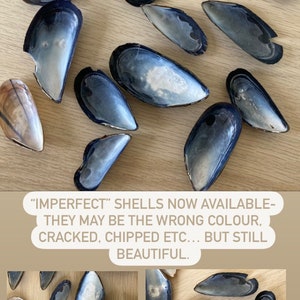 May include: A collection of blue and black mussel shells. The shells are imperfect, with some having chips or cracks. "IMPERFECT" SHELLS NOW AVAILABLE- THEY MAY BE THE WRONG COLOUR, CRACKED, CHIPPED ETC... BUT STILL BEAUTIFUL.