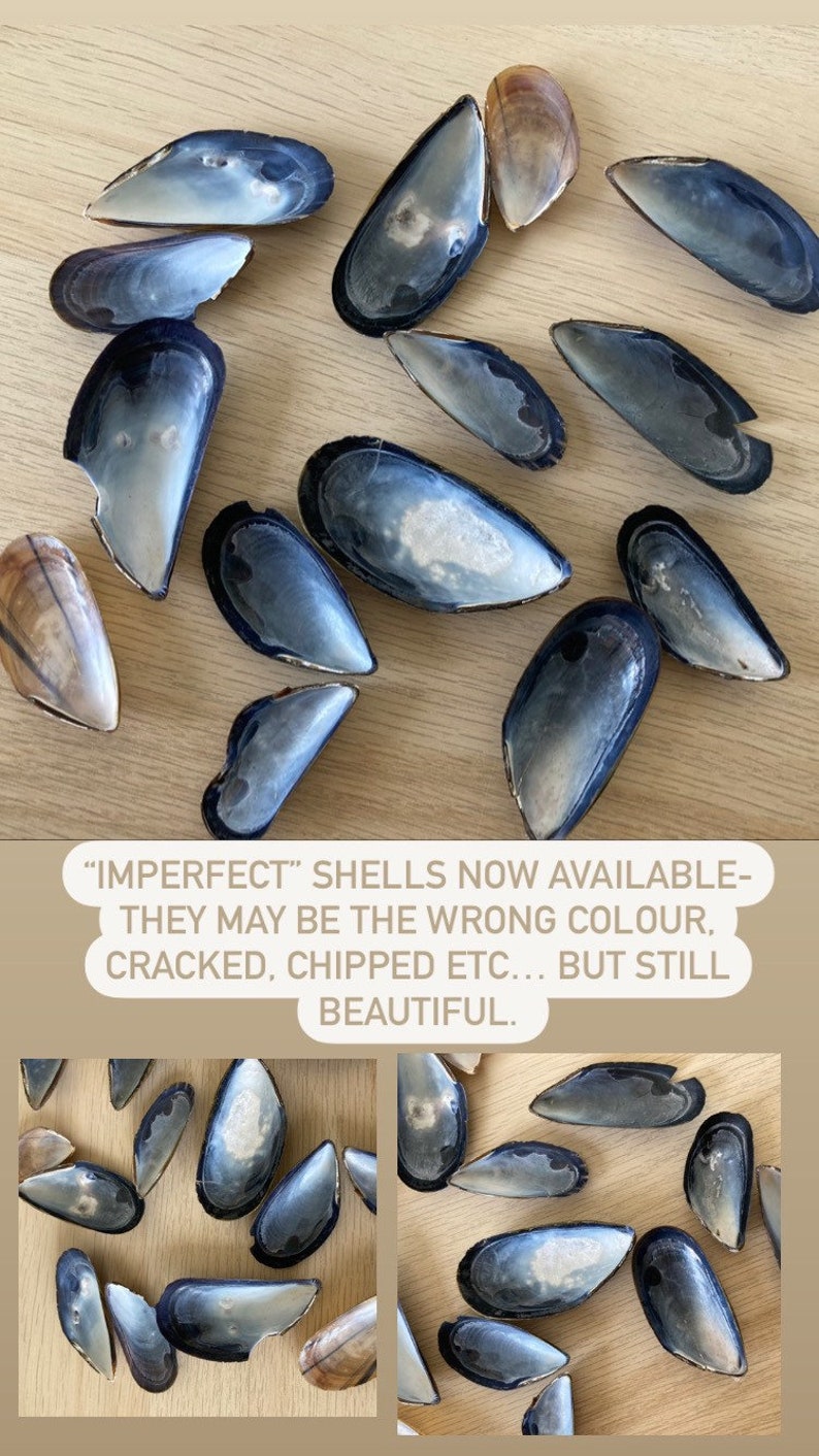 10 mussel shells, varnished / unvarnished. Fab for wreaths & wedding favours / crafts. Natural, eco friendly sea shell. image 10