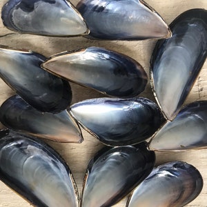 10 mussel shells, varnished / unvarnished. Fab for wreaths & wedding favours / crafts. Natural, eco friendly sea shell. image 3