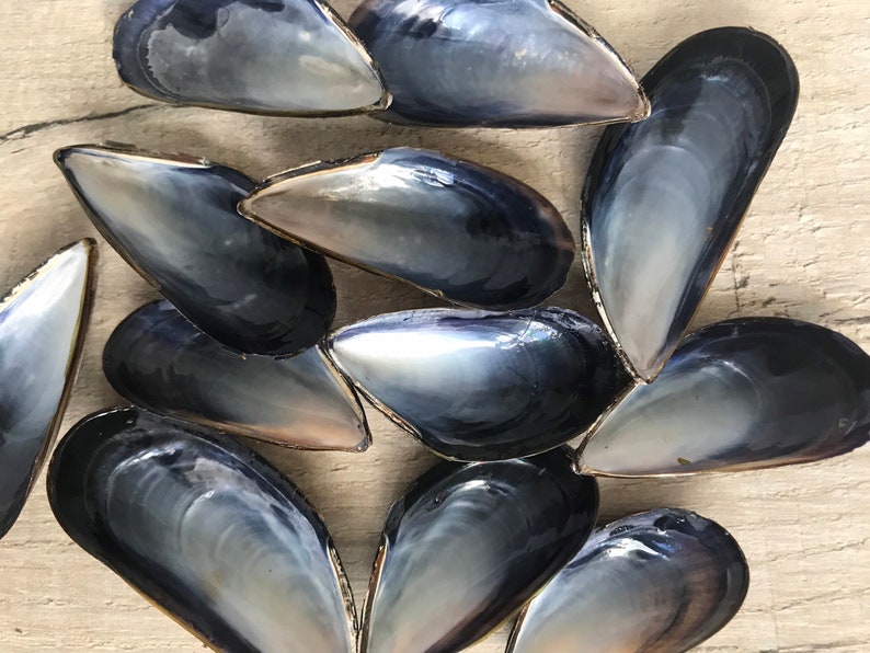 May include: A collection of blue mussel shells with iridescent interiors. The shells are arranged in a random pattern on a light wood surface.