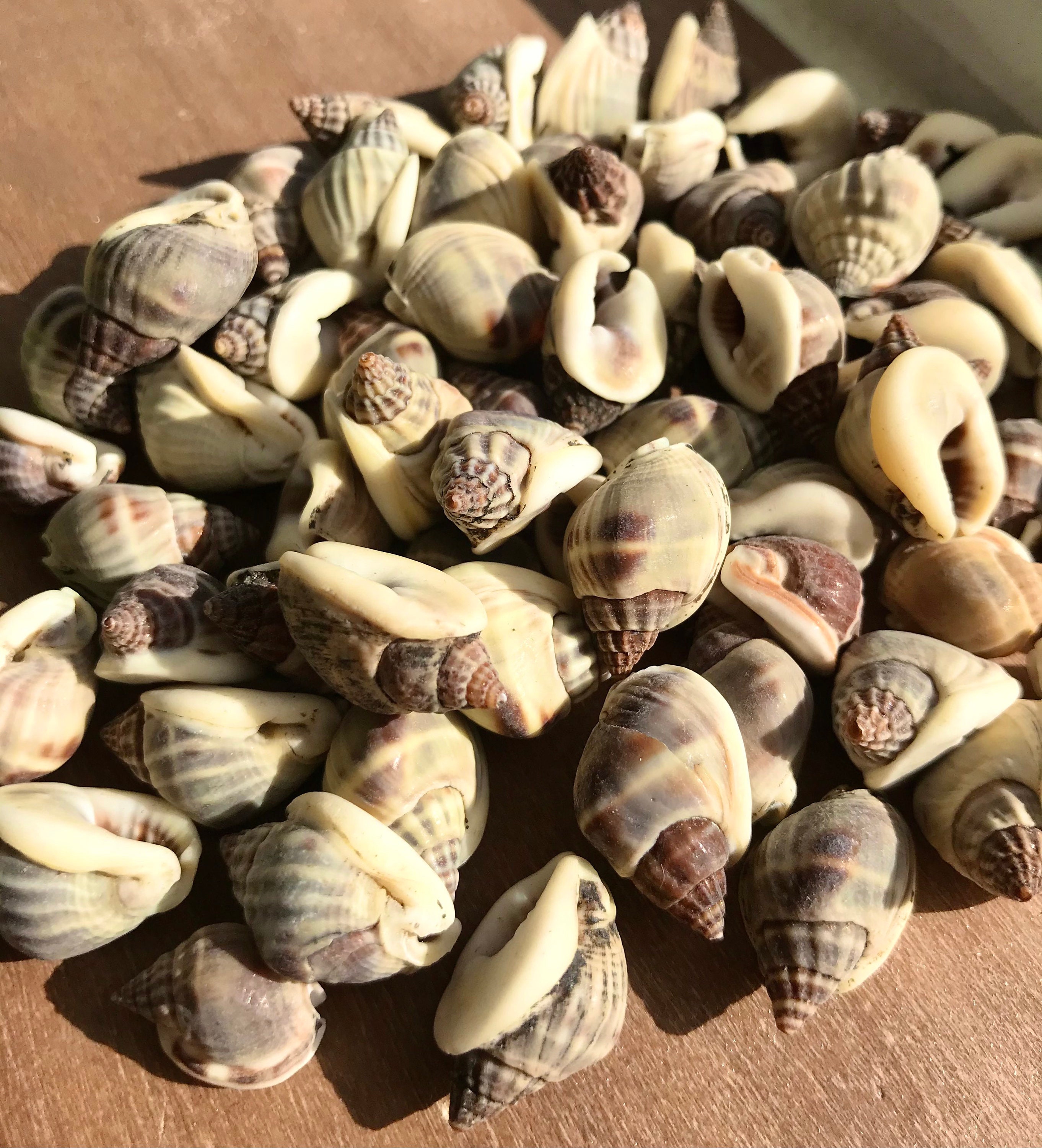 100g Whelk Batad Sea Shells Natural Craft Supplies Beach Etsy UK