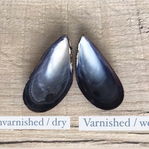 10 mussel shells, varnished / unvarnished. Fab for wreaths & wedding favours / crafts. Natural, eco friendly sea shell. image 8