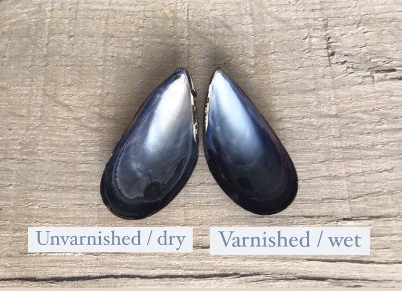 10 mussel shells, varnished / unvarnished. Fab for wreaths & wedding favours / crafts. Natural, eco friendly sea shell. image 8