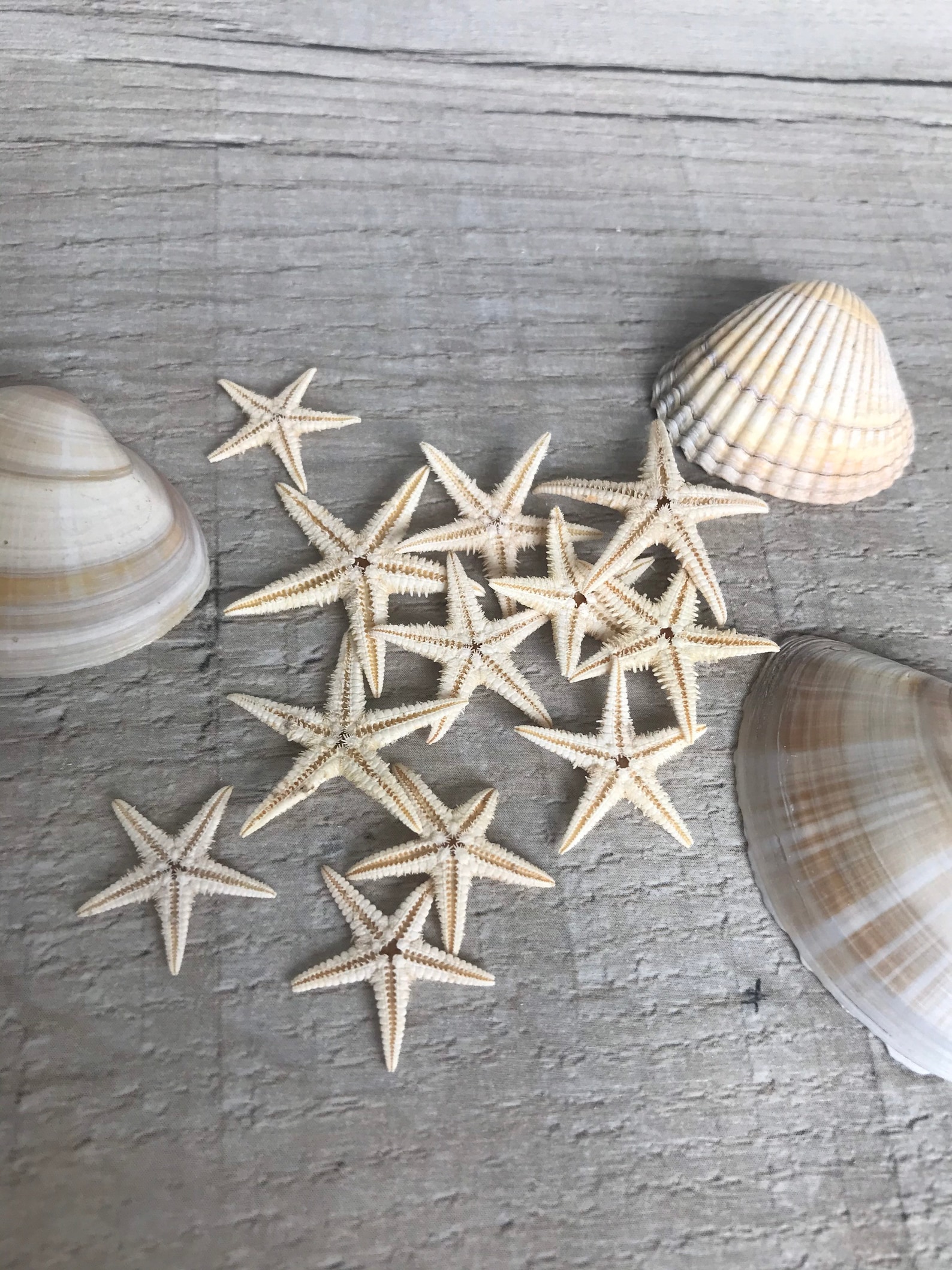 10 dried real Starfish resin craft mini seashells FREE UK Etsy