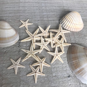 Peut inclure: Une collection d'étoiles de mer beiges et de coquillages sur une surface en bois brun clair.