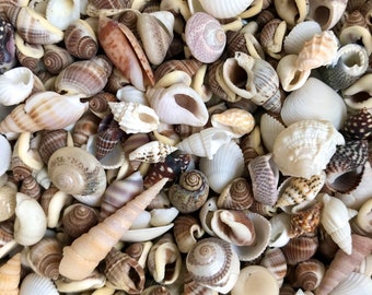 100 Small Seashell Mix, Tiny Sea Shell Lot, Beach Wedding Decor, Sea Shells  for Crafts 