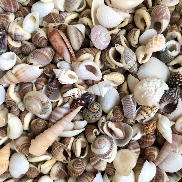 100 Small Seashell Mix, Tiny Sea Shell Lot, Beach Wedding Decor, Sea Shells for Crafts