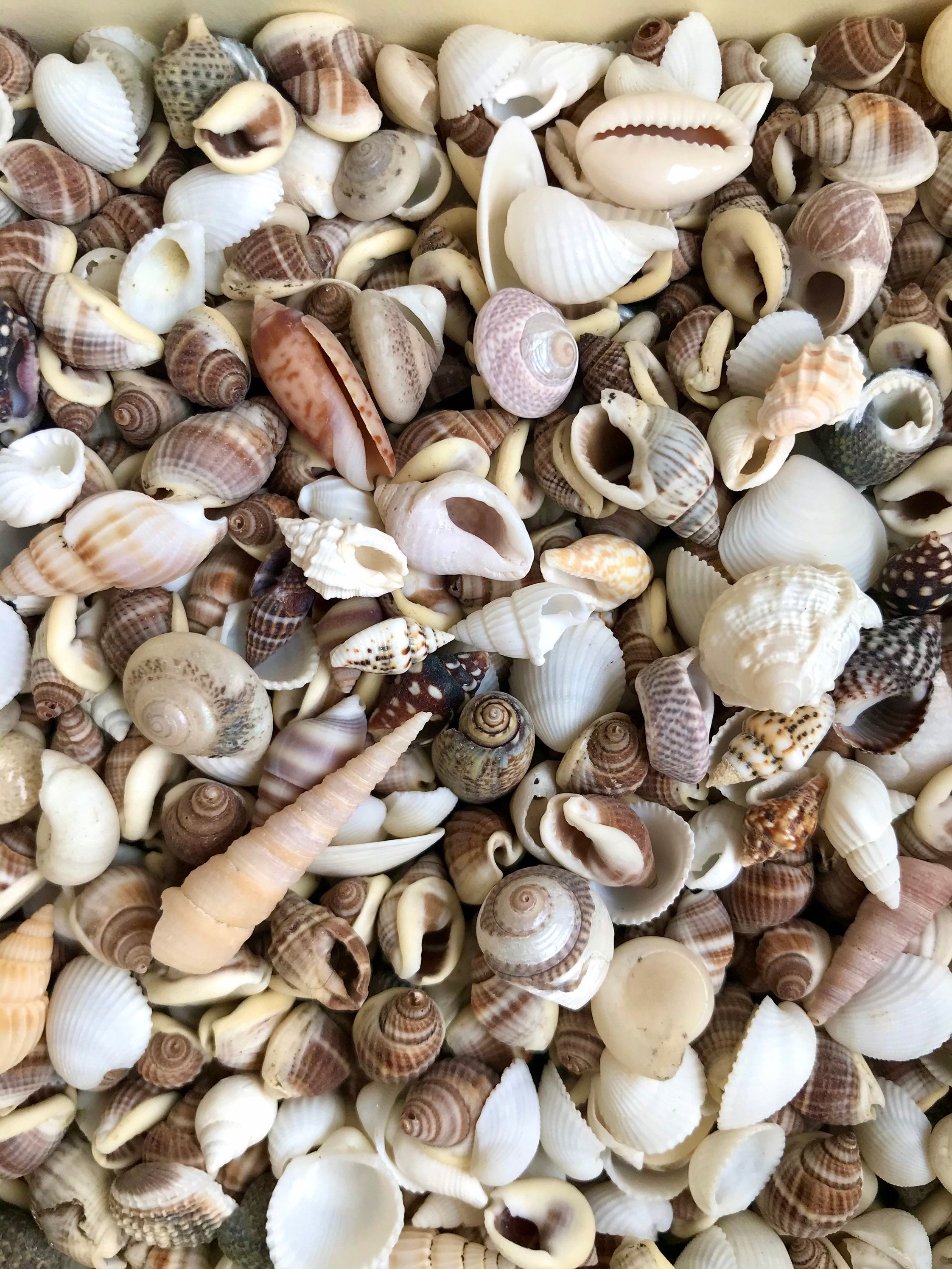 100 Small Seashell Mix, Tiny Sea Shell Lot, Beach Wedding Decor, Sea Shells  for Crafts 