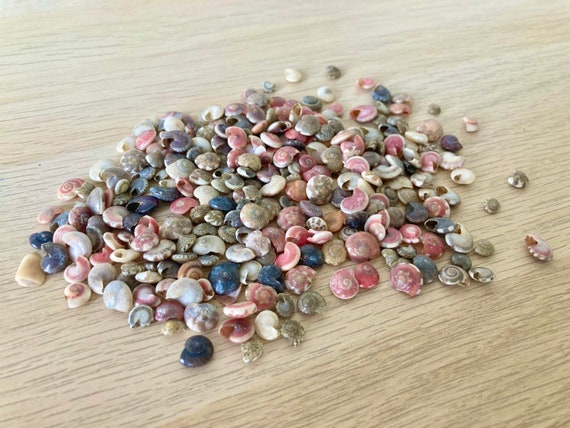 100 SMALL SEASHELLS Mini Sea Shells Craft Wedding Beach Confetti 7-15 Mm  terrarium Beach Mix. Wedding Table Decor. Coastal Crafts. Natural 
