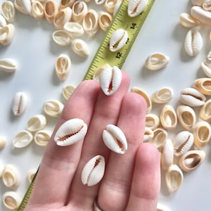 50/100 COWRIE SHELLS Beach Wedding || Natural arts and crafts || Sea Shells Craft Confetti. Cut shells for jewellery making | Terrariums