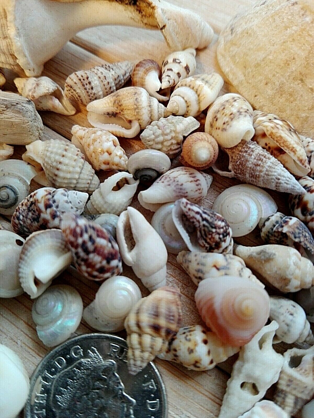 100 MIXED SEASHELLS Tiny Mini Sea Shells Craft Wedding Beach Confetti 7 ...