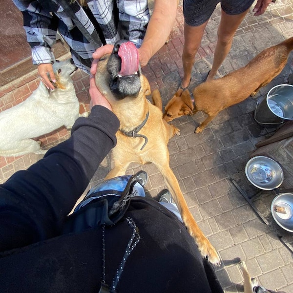 Ukrainian young artist - Ukrainian shop - Pray for Ukraine -  Stand With Ukraine - Ukrainian seller shop - Ukrainian shelter for dogs