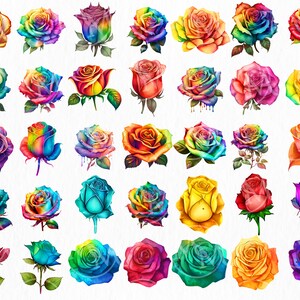 Two Rainbow Roses Transparent Background Rainbow Roses Clipart Bundle Transparent PNG Files With Commercial Use ...