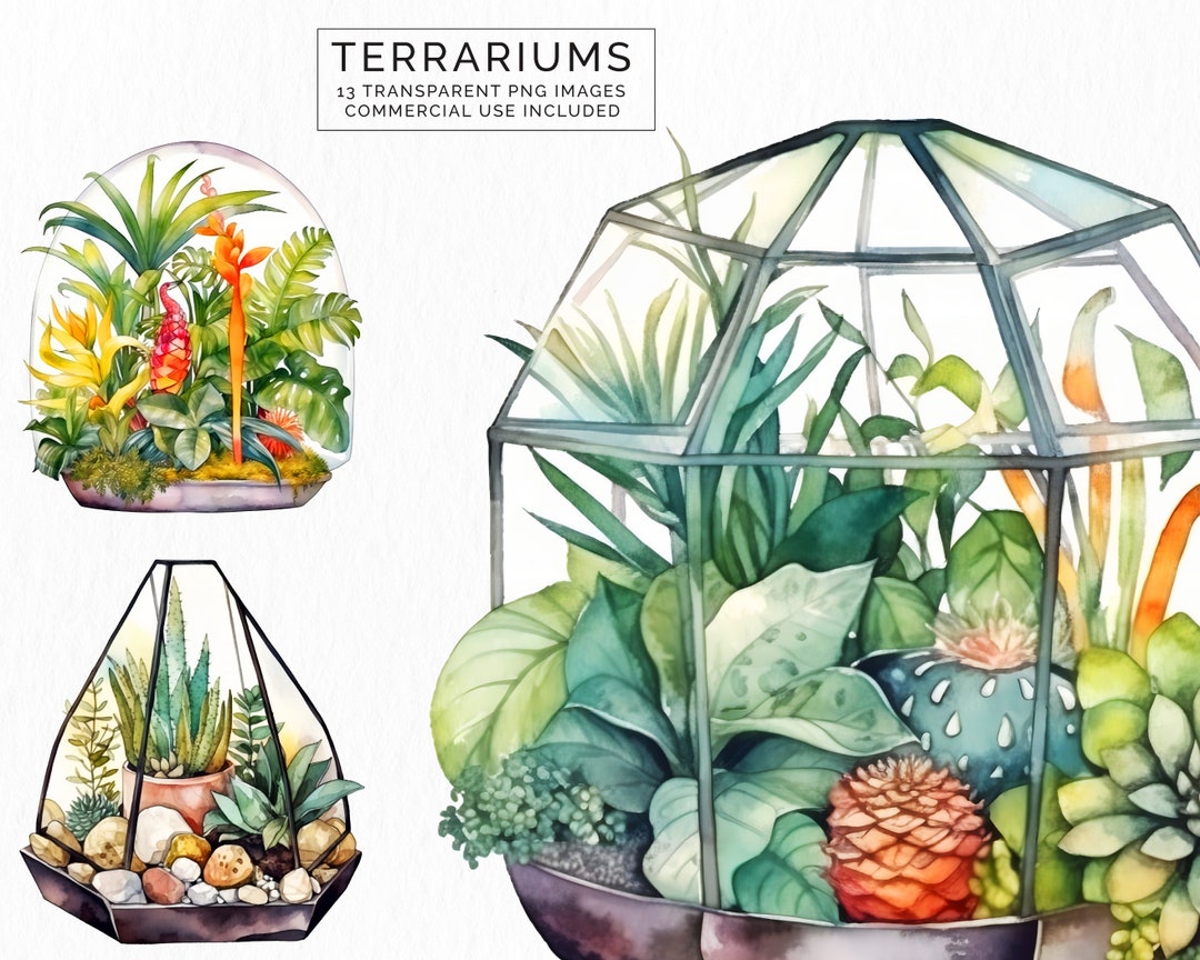 Terrarium Clipart Plant Clip Art Png Digital Watercolor Etsy