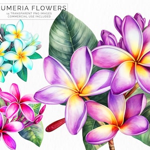 Plumeria kwiat clipart, Kwiatowy clipart, png, Cyfrowa akwarela, Bezpłatne wykorzystanie komercyjne, scrapbooking, plumeria clipart CLIP-126