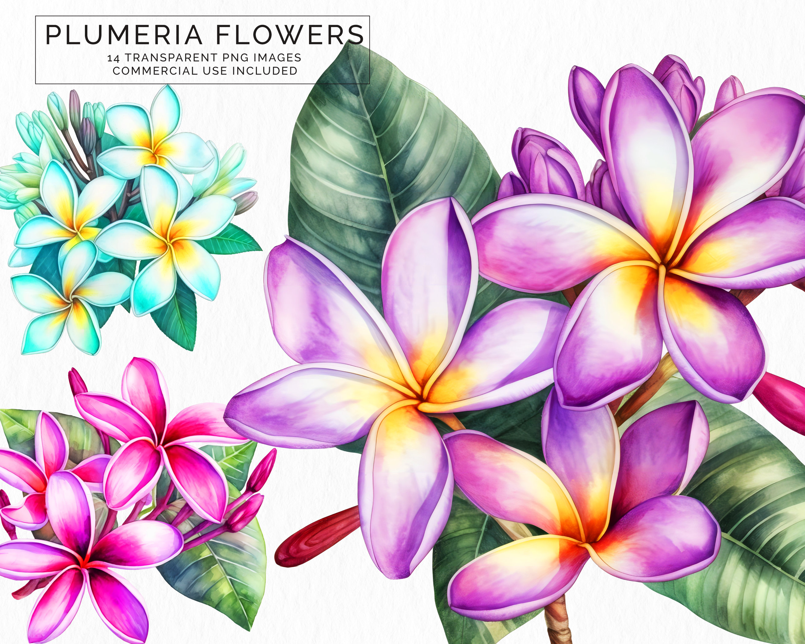 Plumeria Flower Clipart, Floral Clip Art, Png, Digital Watercolor, Free