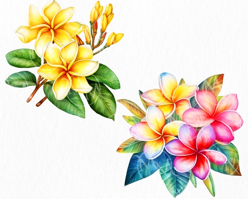 Plumeria Flower Clipart, Floral Clip Art, Png, Digital Watercolor, Free